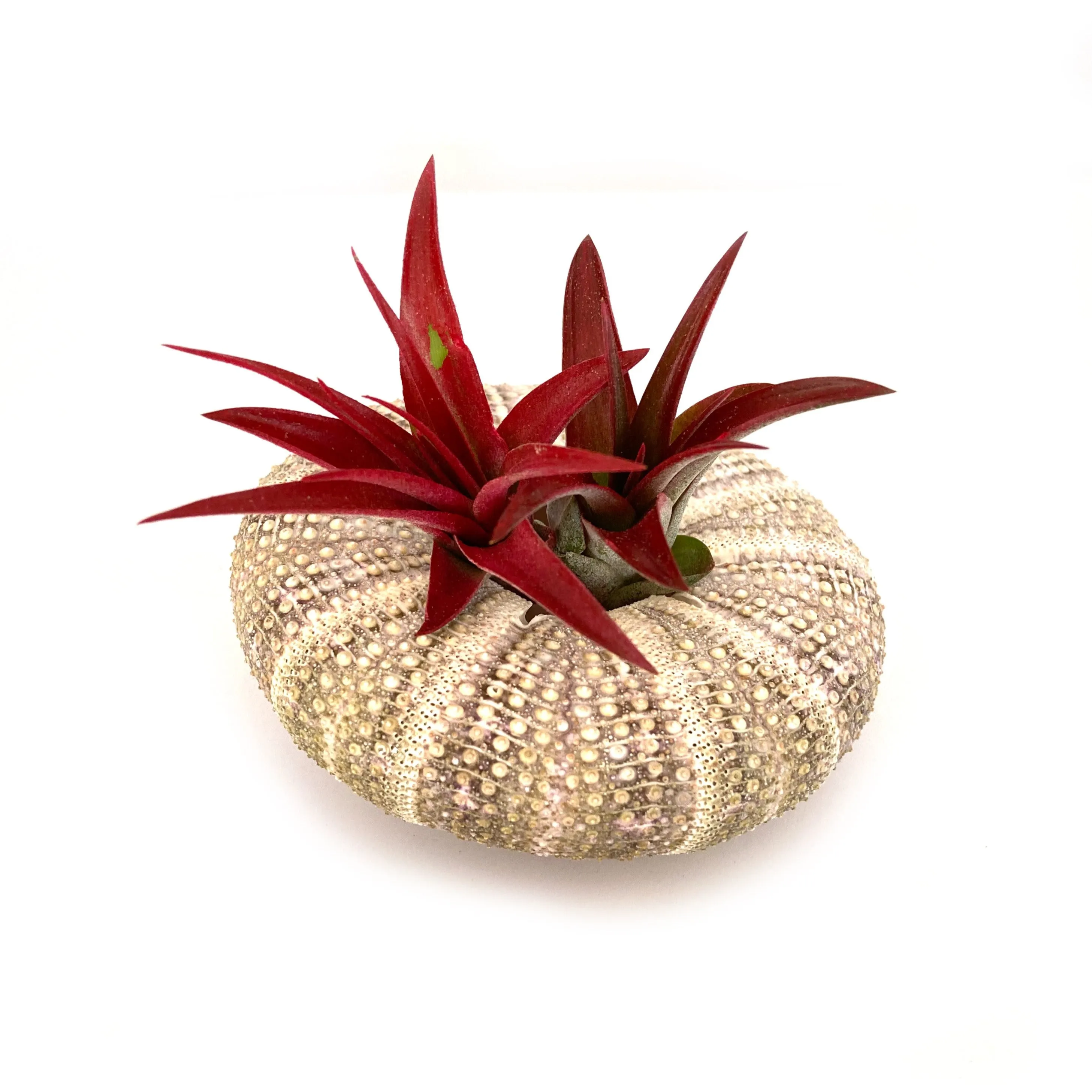 Brachycaulous Abdita Airplant