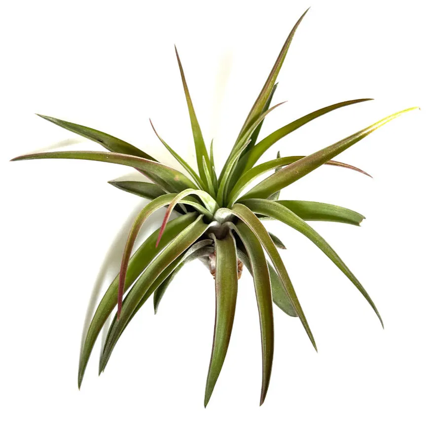 Brachycaulous Velutina Airplant