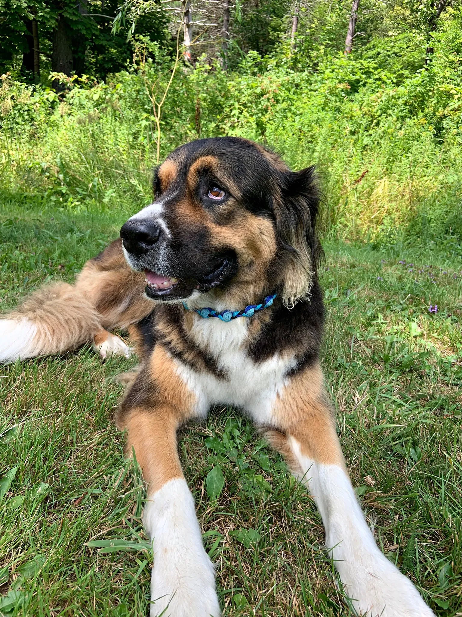 Lava Hair Band - Dog Collar, Hair Ties